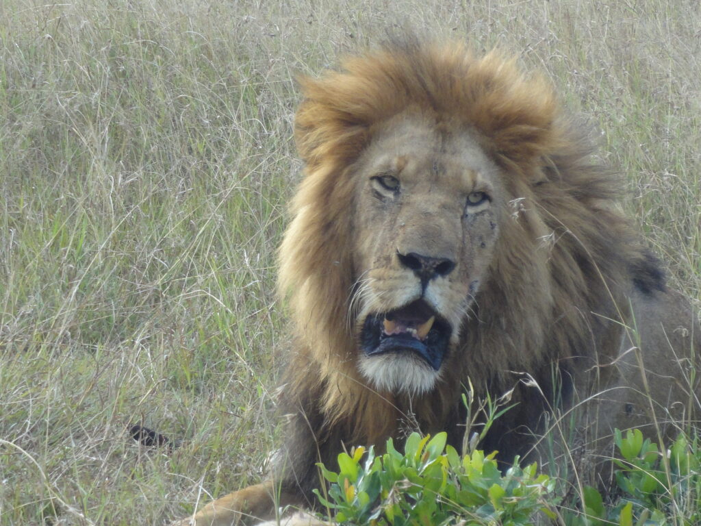pics mara 202