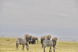 13 Days Nairobi ⤍ Nakuru ⤍ Masai Mara ⤍ Nairobi ⤍ Amboseli ⤍ Tsavo West ⤍ Tsavo East ⤍ Mombasa.