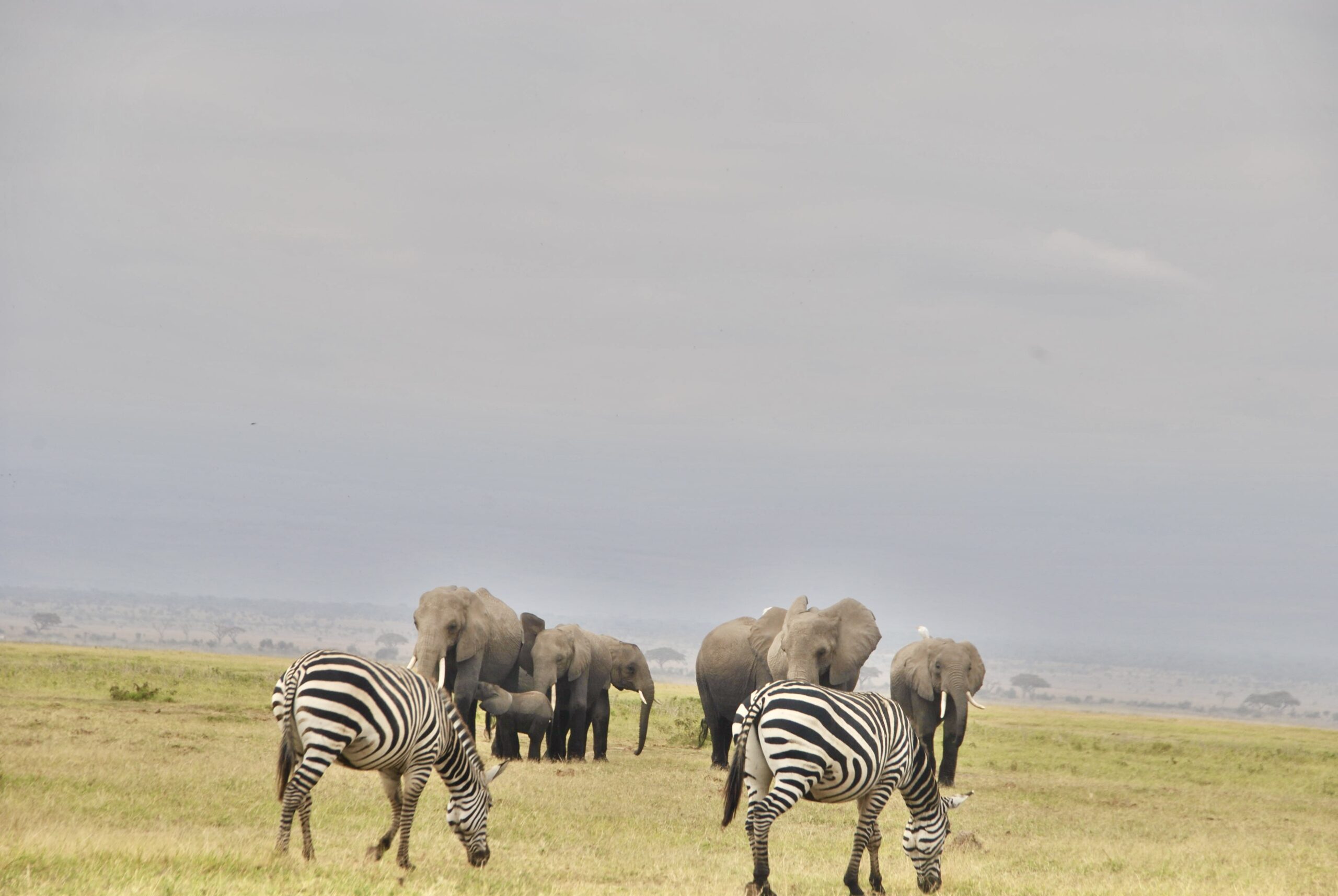 13 Days Nairobi ⤍ Nakuru ⤍ Masai Mara ⤍ Nairobi ⤍ Amboseli ⤍ Tsavo West ⤍ Tsavo East ⤍ Mombasa.