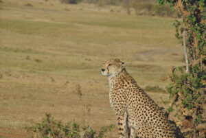 9 Days ⦁ Nairobi ⤍ Masai Mara ⤍ Nairobi ⤍ Amboseli ⤍ Nairobi.