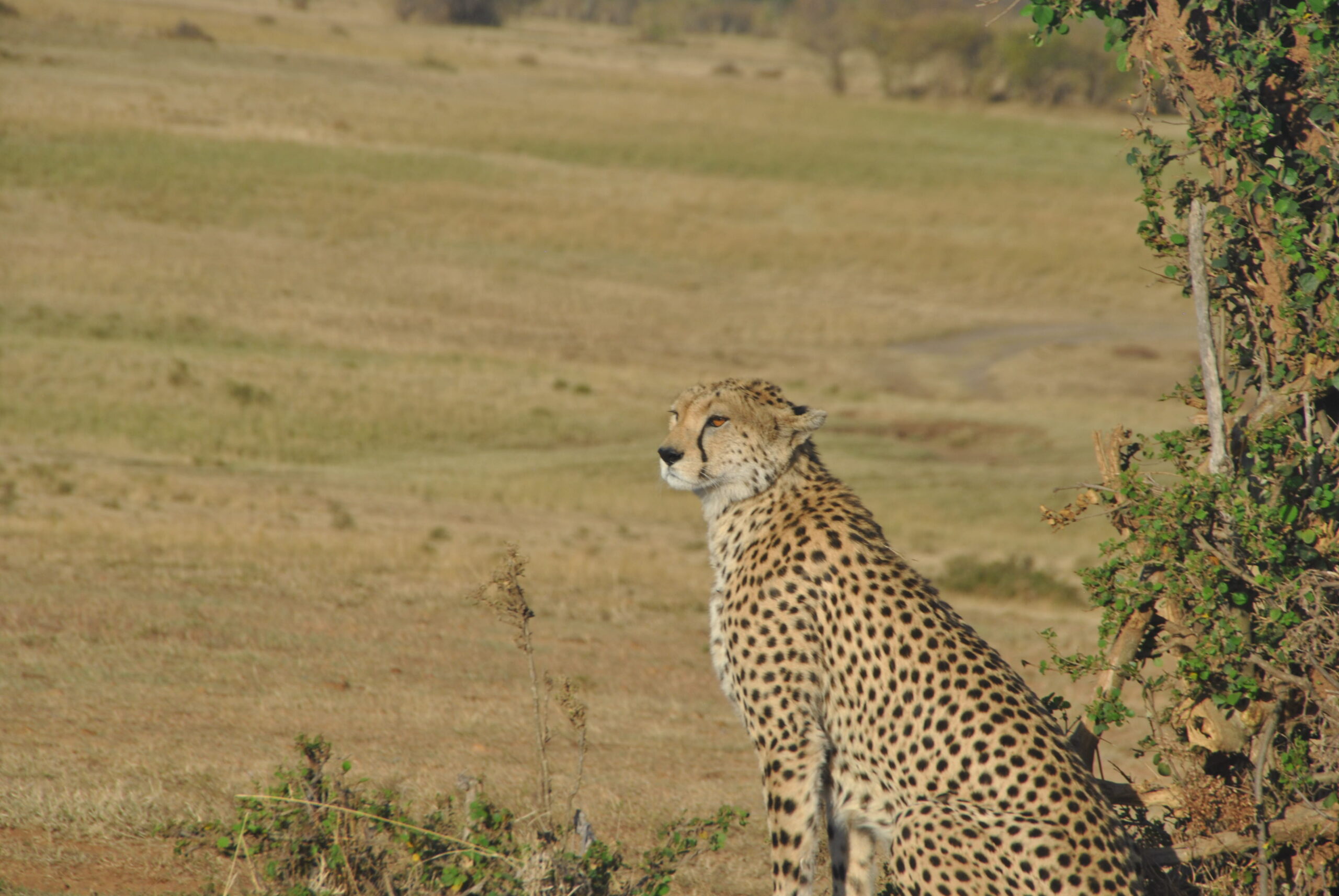 9 Days ⦁ Nairobi ⤍ Masai Mara ⤍ Nairobi ⤍ Amboseli ⤍ Nairobi.