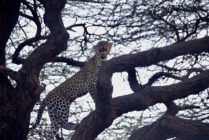 9 Days  ⦁  Nairobi ⤍ Samburu ⤍ Nakuru ⤍ Masai Mara ⤍ Nairobi.