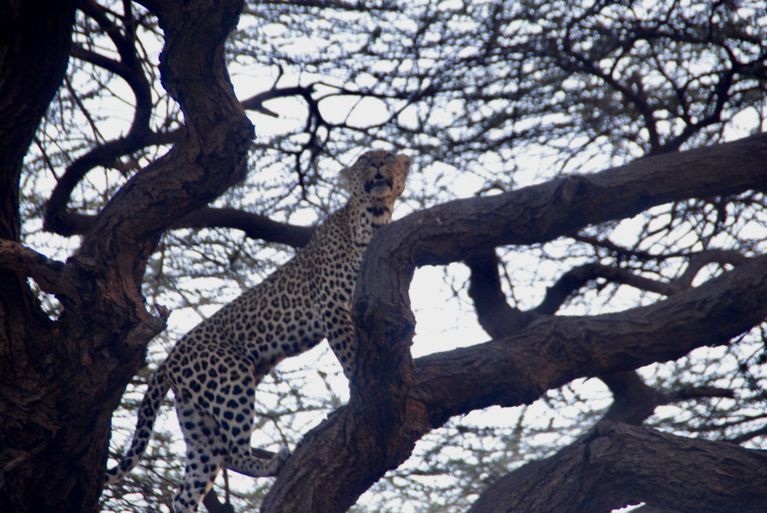 9 Days ⦁ Nairobi ⤍ Samburu ⤍ Nakuru ⤍ Masai Mara ⤍ Nairobi.