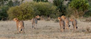 The Masai Mara National Reserve