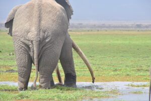 Amboseli National Park