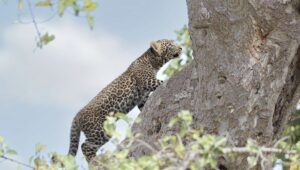 Samburu and Buffalo springs Reserves
