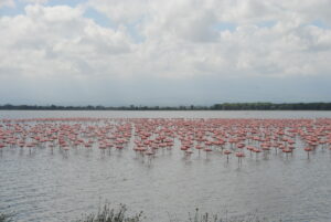 8-Days Safari: Nairobi – Naivasha – Nakuru – Masai Mara – Nairobi.