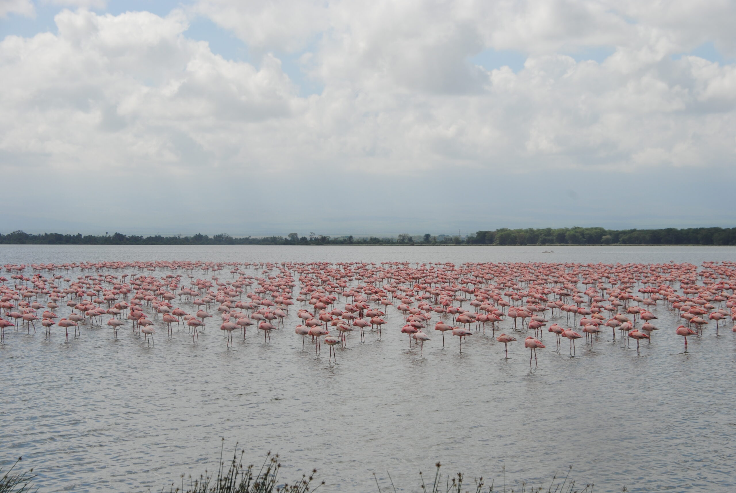 8-Days Safari: Nairobi – Naivasha – Nakuru – Masai Mara – Nairobi.