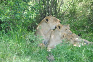 2 Days / 3 Nights Masai Mara Safari