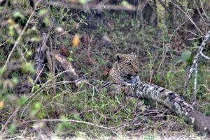 7-Days Safari: Nairobi – Ol Pejeta – Samburu – Nairobi.
