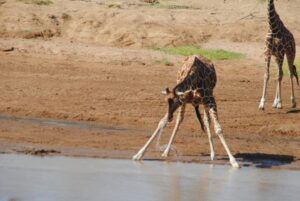 Meru National Park
