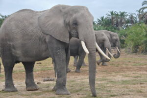 1 Night Safari Amboseli National Park.