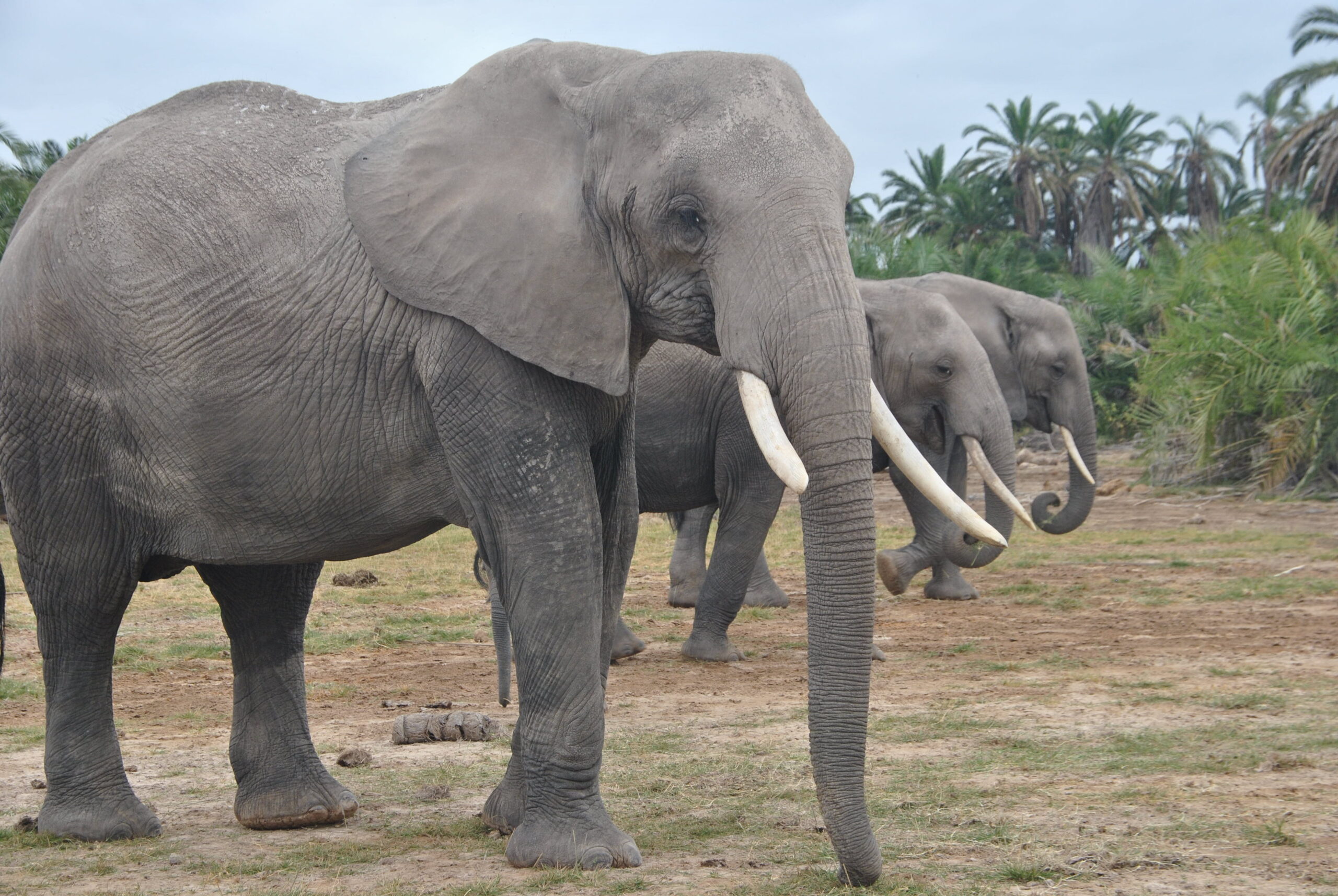 1 Night Safari Amboseli National Park.