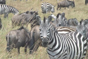 Masai Mara National Reserve.
