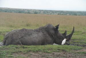 1 Day Nairobi National Park Day Trip