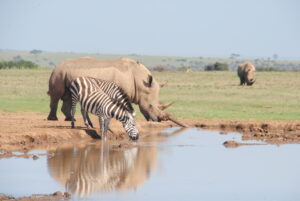 Solio and Ol Pejeta conservancies