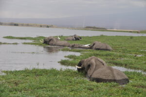 Amboseli National Park.