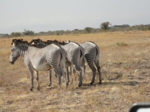 The Laikipia Wildlife Conservancy.