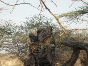 Samburu and Buffalo Springs National Reserves