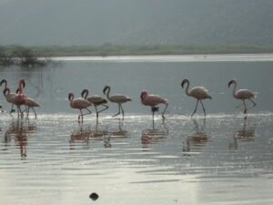 The Rift Valley lakes