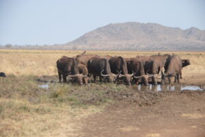 Tsavo East and Tsavo West National Parks