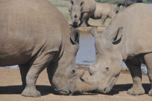 Solio Rhino Sanctuary