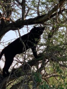 In Search of the elusive Melanistic Leopard, the endangered African Wild Dogs and the rare Melanistic Serval Cat.